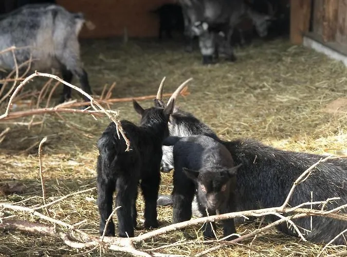 Hoamalm Apartment Grossarl